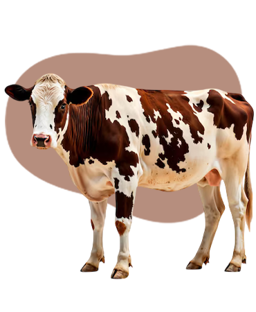 Farming For the Planet Dairy